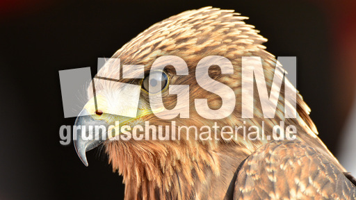 Schwarzmilan (12).jpg